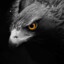 BLACK EAGLE