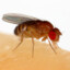 Common fruit fly