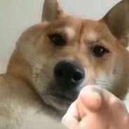 勇敢牛马不怕马枪