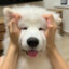 Рobu