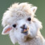 Alpaca