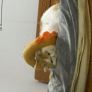 脑血栓集大成者