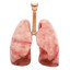 Vendø Pulmones