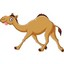 CamelOfDoo