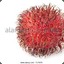 rambutan