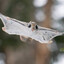 Flying squirrel