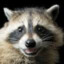 HappyRaccoon