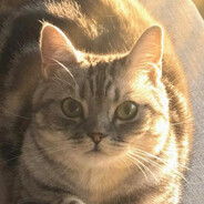 那是我的电饭煲