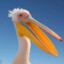 Pelican