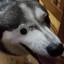 OneEyedHusky