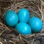 Huevos Azules