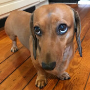 Devious Dachshund