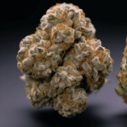 vladislav weed nugget