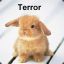 Terror Bunny