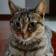 灵宝天尊叁号机