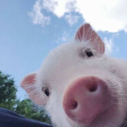 翻斗花园王爷爷