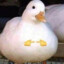 1duck