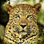 FAUNA