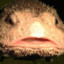 Captn. Blobfish