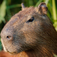 Capybara