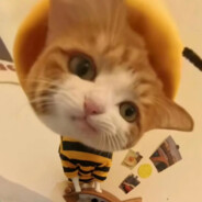 橘猫就俩字，橘猫