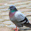 pigeon