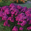 Phlox Patch