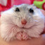 hamster