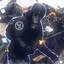 Пожилая плотва