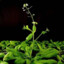 Arabidopsis thaliana