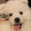 清朝猪猪侠