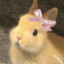 bunny