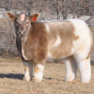 really trash cow