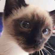 薛定谔的猫猫们