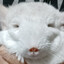 rodentia's avatar