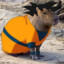 CARPINCHO GOKU