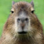 Capybara