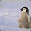 Smol Penguine