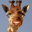 TheDaftGiraffe