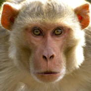 Indian Monkey