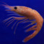 shrimshrimshrim