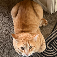Fat cat's avatar