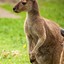 kangibriTheAWESOMEkangaroo