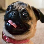 Bartô, o Pug