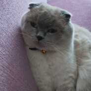 Scotish Fold ♡ Pedroman