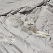 邪恶银渐层不咬人