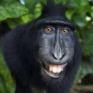 满山猴子我腚最红