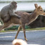 A Monkey Mounts a Deer