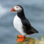 Puntable Puffin