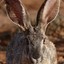 Lepus